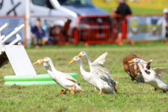 Royal Manx Agricultural Show 2024. Photo by Callum Staley (CJS Photography)