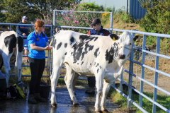 Royal Manx Agricultural Show 2024. Photo by Callum Staley (CJS Photography)